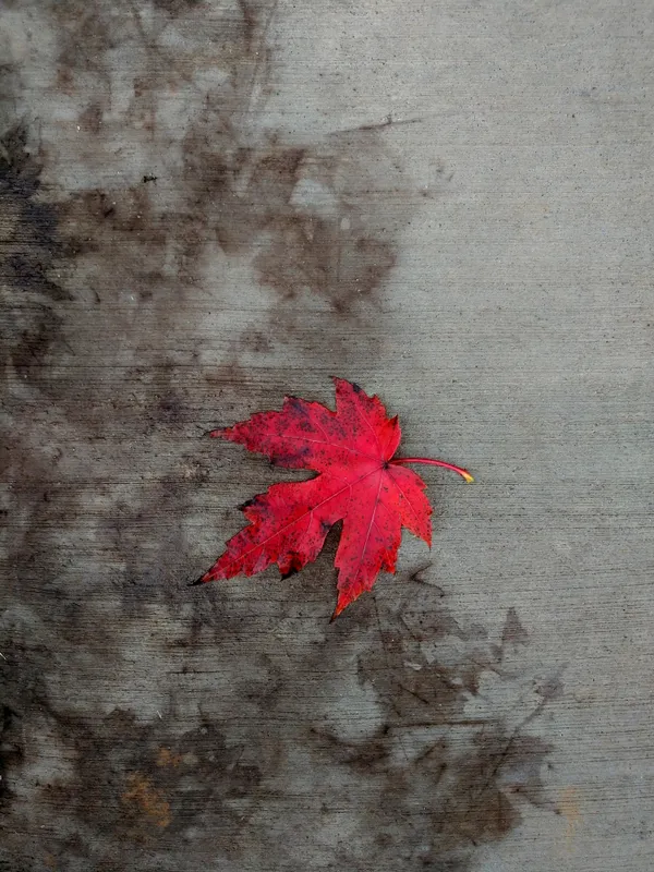 Autumn Leaf thumbnail