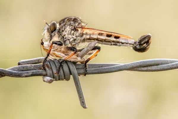 Robber Fly with Prey thumbnail