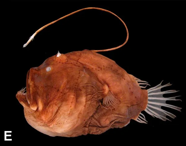 A red anglerfish with its lure above its head on a black background