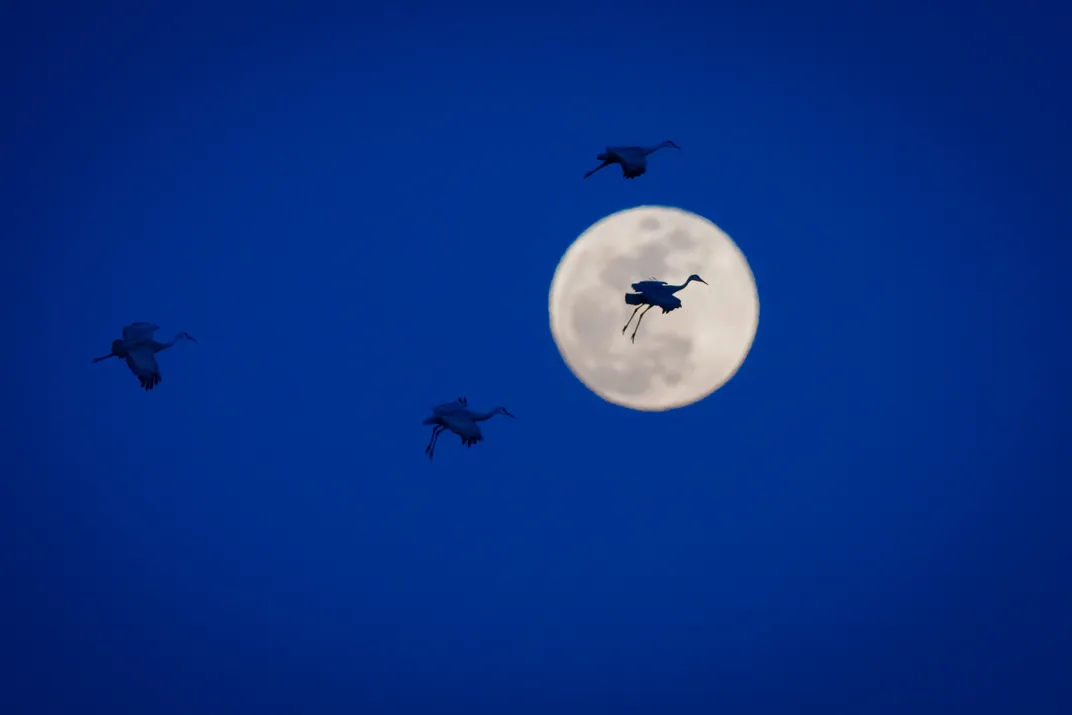 Sandhill cranes in front of moon