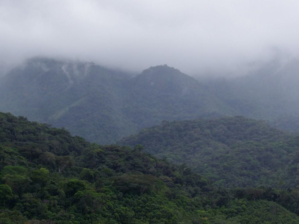 Brazil's Atlantic Forest 