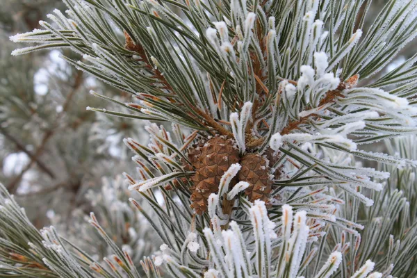 Pine needles covered in hoar frost, surround a pine cone. thumbnail
