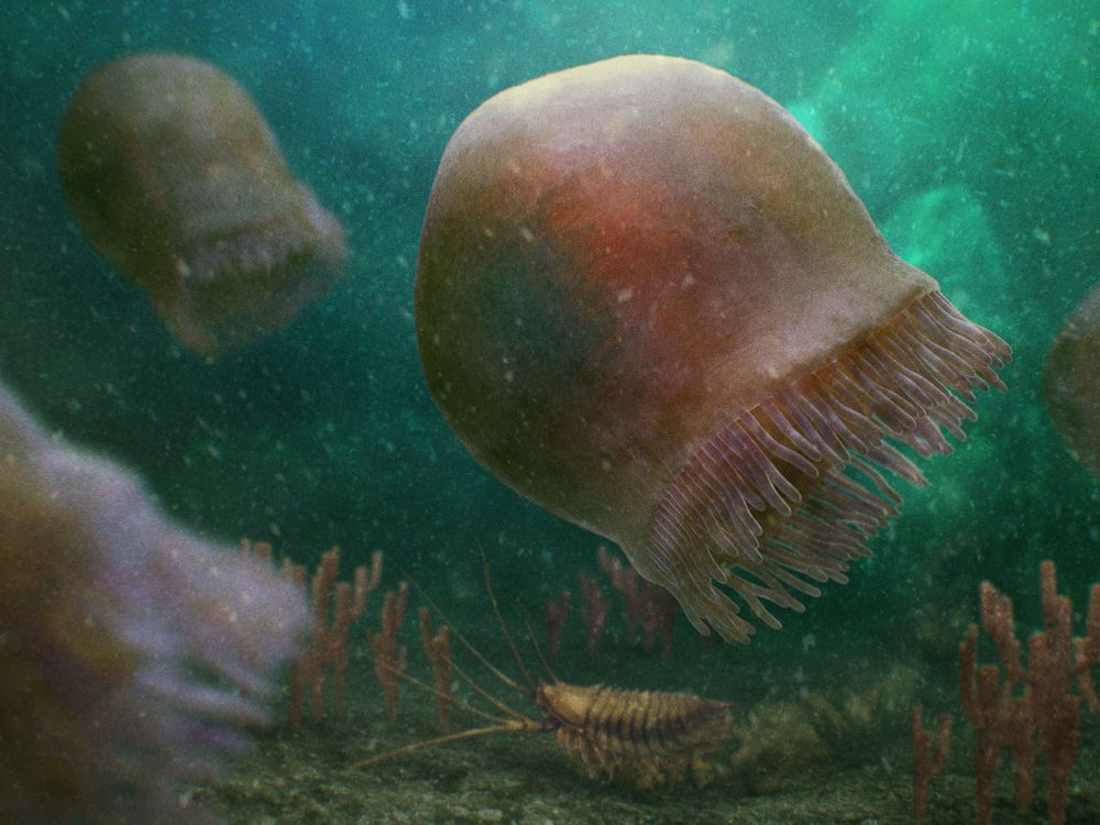 These 508-Million-Year-Old Fossils May Be Earth’s Oldest Swimming Jellyfish