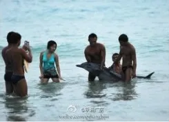 Tourists inadvertently torture a dolphin.
