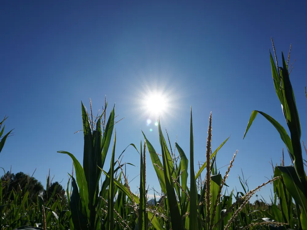 cornstalks under a blue sky with the hot sun in the center