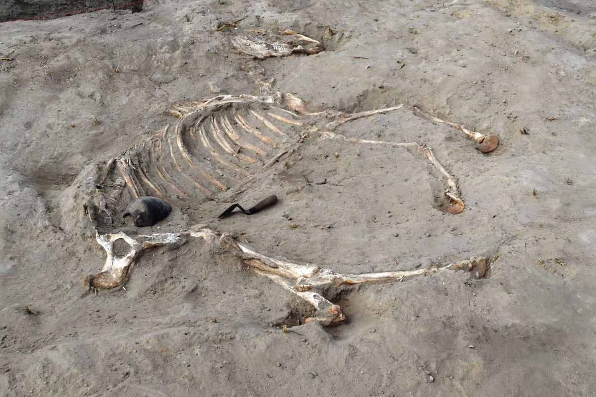 New excavations in the Nile Delta offer eye-opening clues about military and residential life in the New Kingdom era. <https://t.co/0FIZaMqGqa>
 [↧](https://t.c