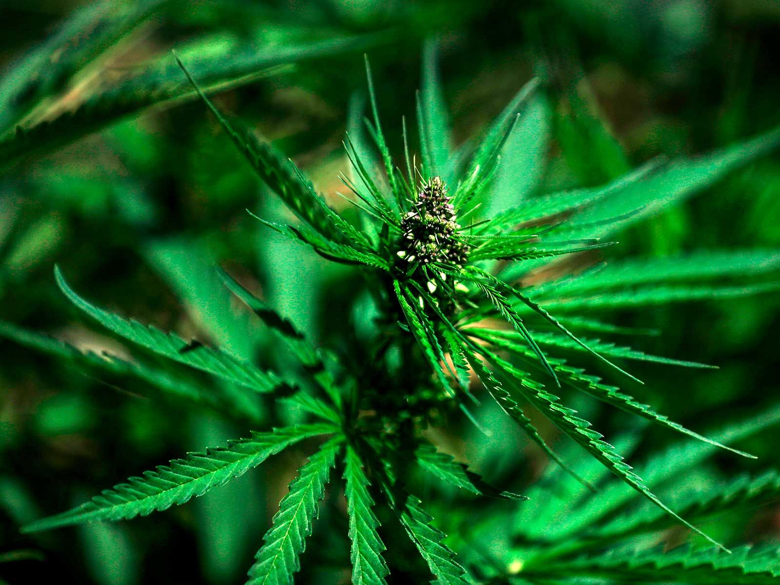 New Study Suggests Cannabis' Wild Ancestors Likely Came from China |  Science| Smithsonian Magazine