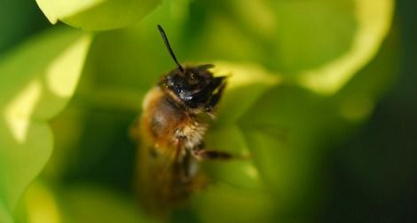 The honeybee, Apis mellifera, is in trouble because of colony collapse disorder.