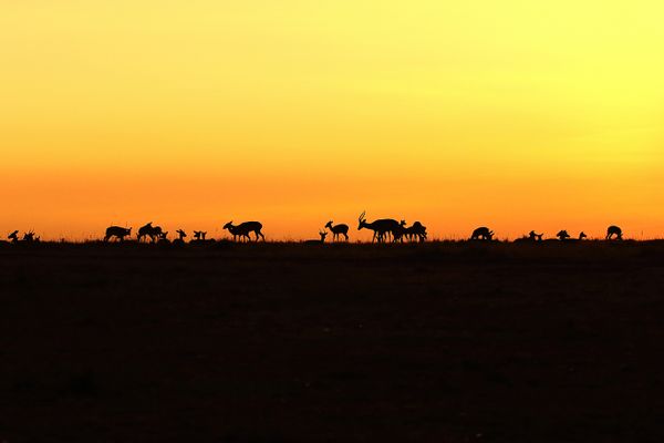 Sunset on the african savanna thumbnail