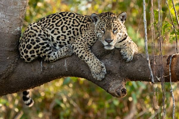 Jaguar in the Pantanal thumbnail