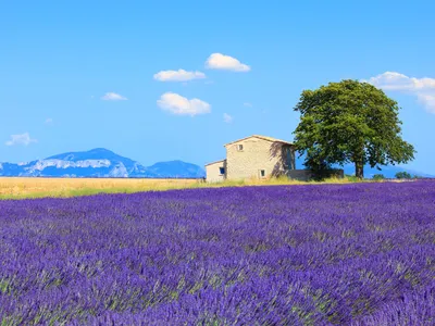 Living in France: A Three-Week Stay in Provence description