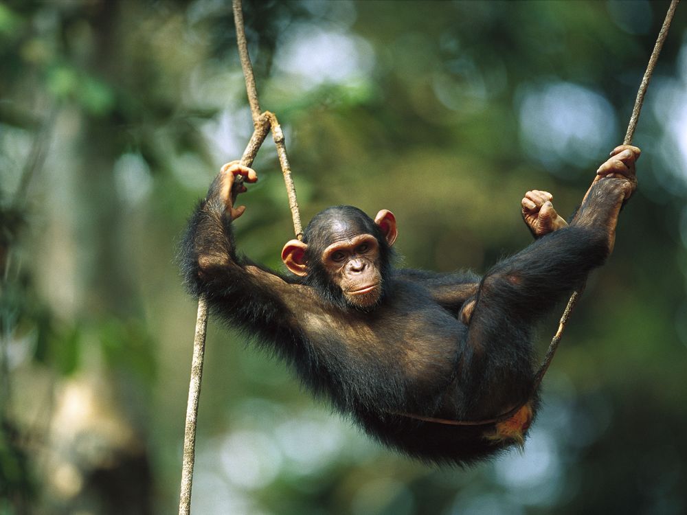 05_28_2014_chimp.jpg