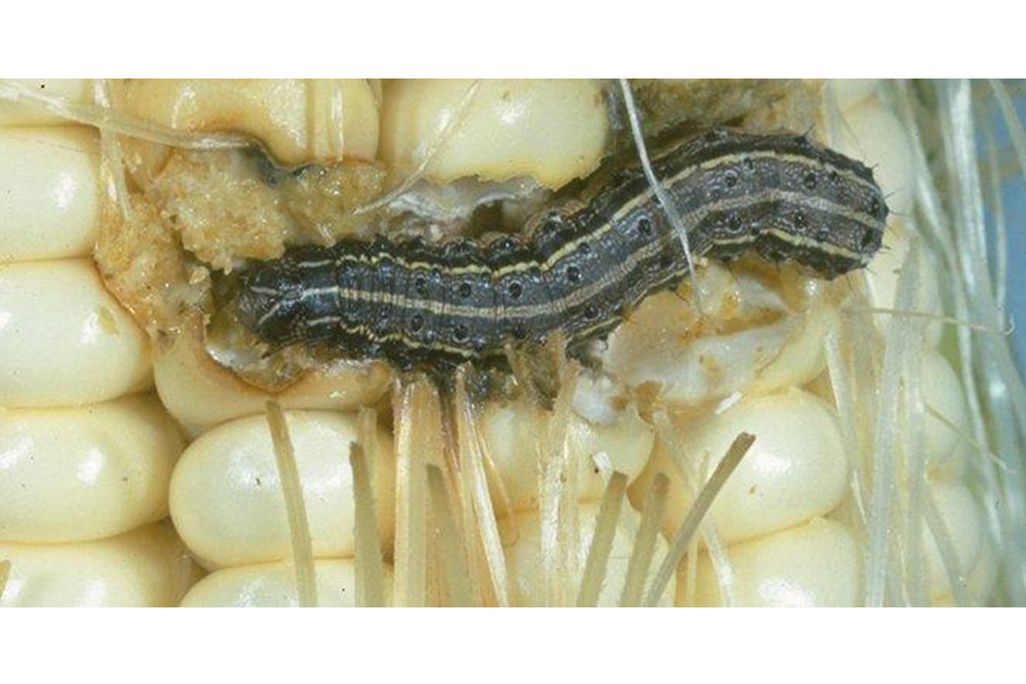 Fall Armyworm