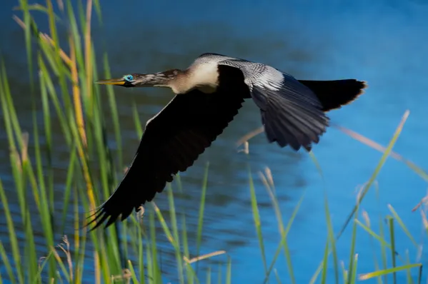 Anhinga flying across the pond thumbnail