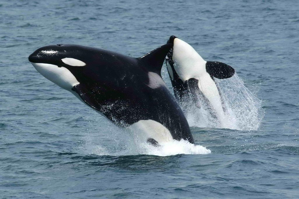 Two killer whales