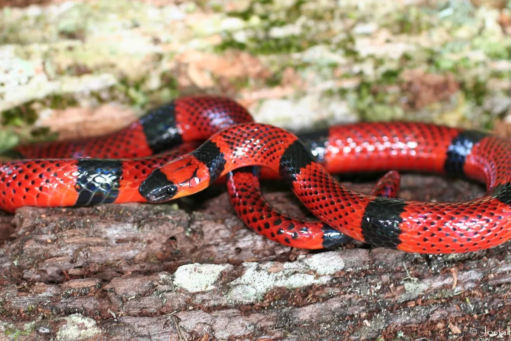 Coral Snake Mimic