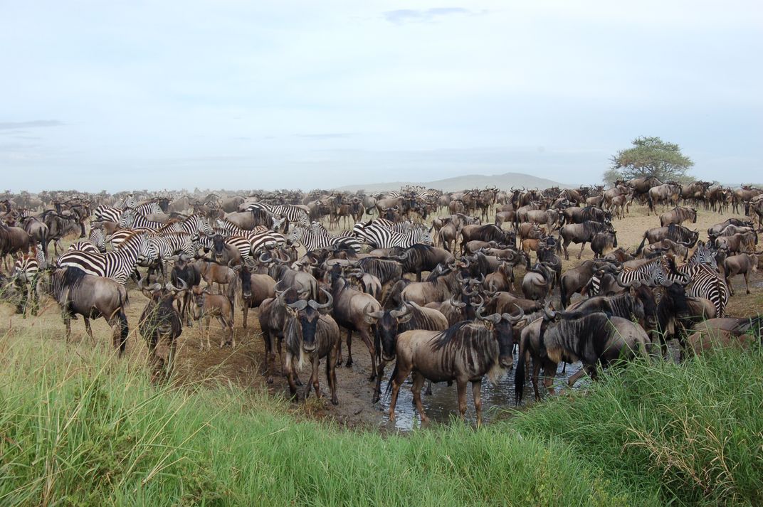 How Noisy Males Control the Gnu’s Cycle