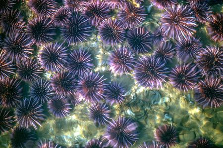 In Northern California, purple sea urchins are decimating kelp forests. Though the species of urchin causing problems may vary by region, the damage is the same.