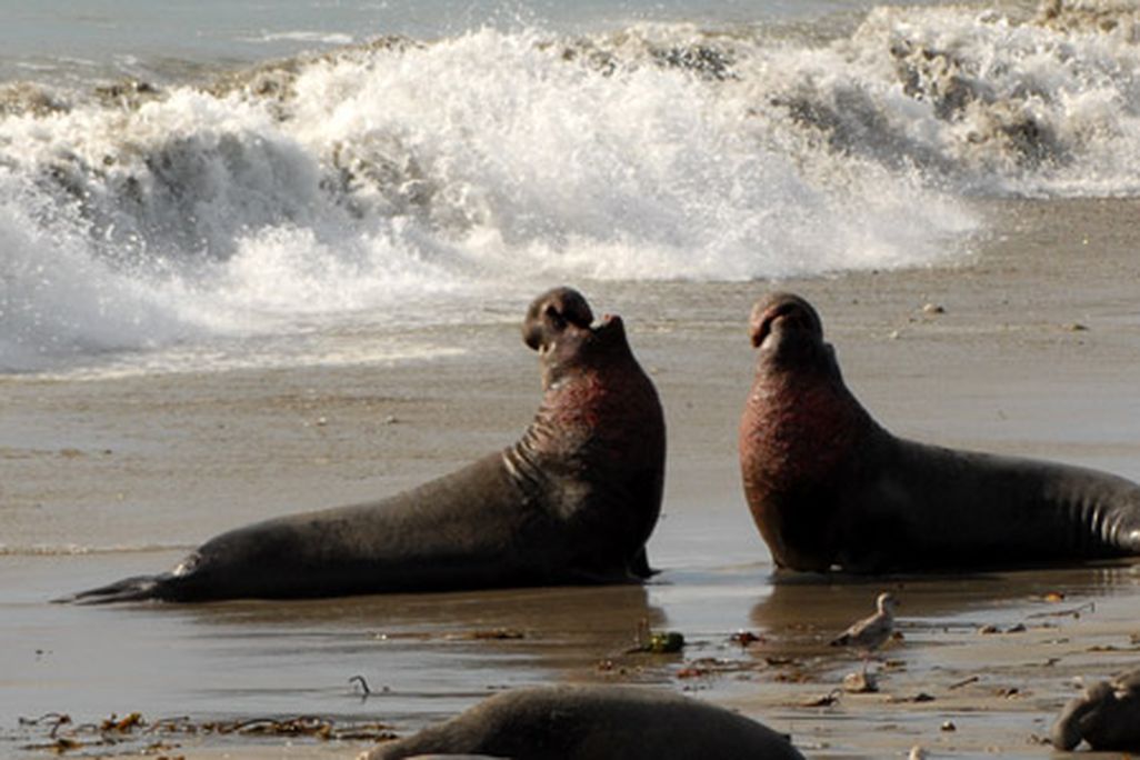 elephant-seals-631.jpg