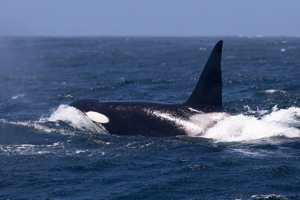 adult male transient or Bigg's killer whale