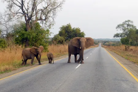 Elephants walk across the road in Mikumi National Park, Tanzania.