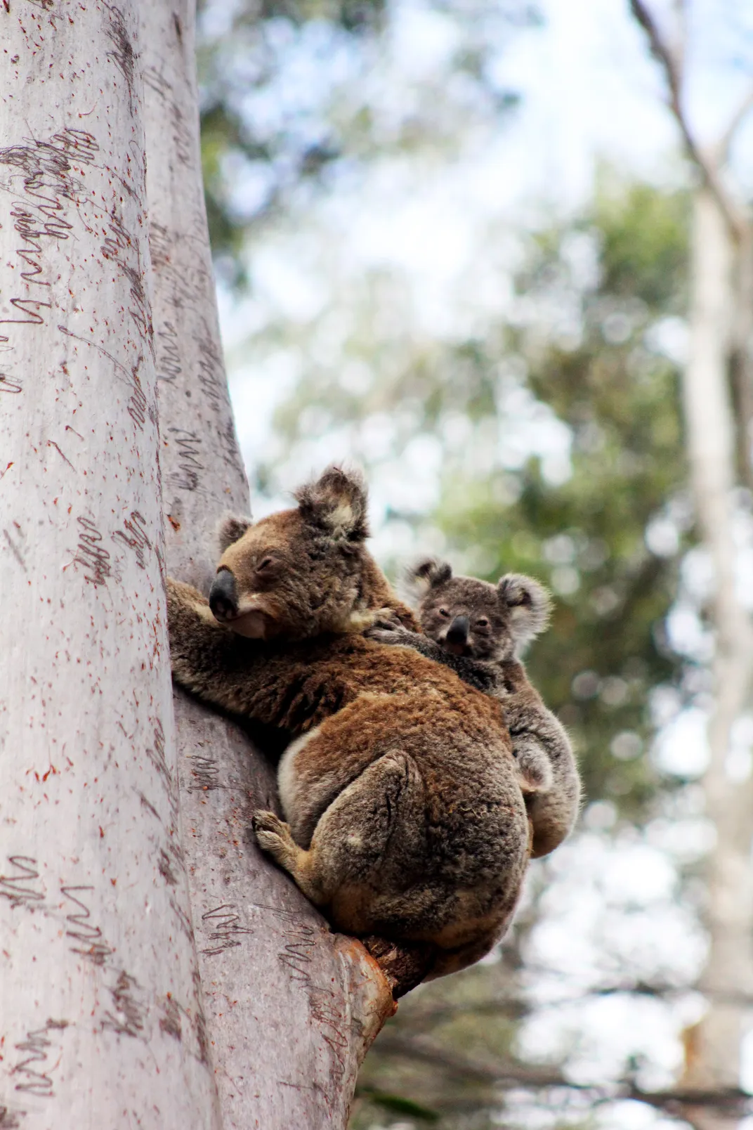 A sleeping Koala and her joey