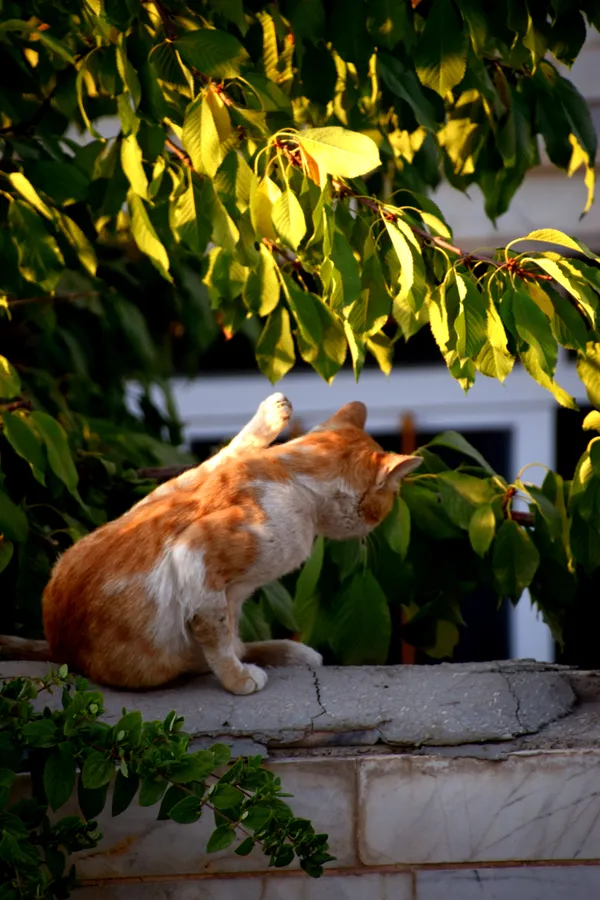 cute cat thumbnail