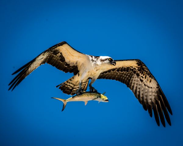 Osprey Fishing thumbnail