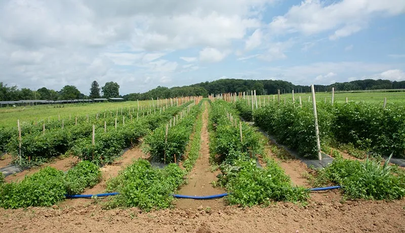 Field of green tomato plants against blue sky