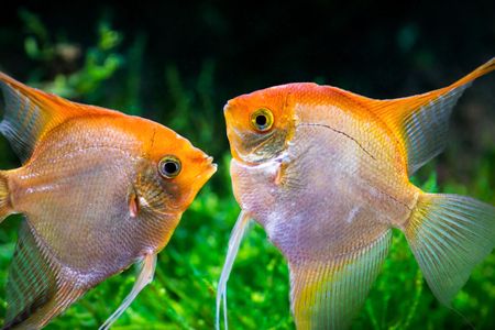 New research shows that fish can tell the differences between quantities. What does that mean for our special human brains?