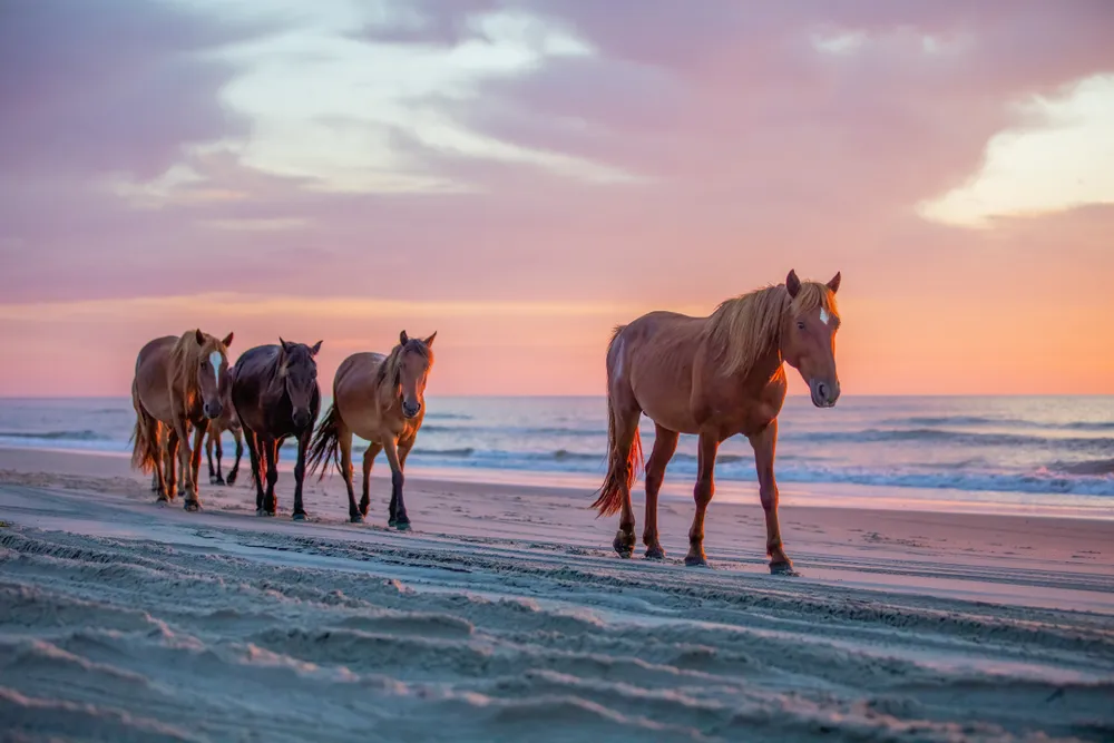 I went out to Corolla Beach for the first time this year. On the second day, we got out there at 5am and were treated to this group of wild horses just wandering down the beach. It was such a stunning scene to witness.