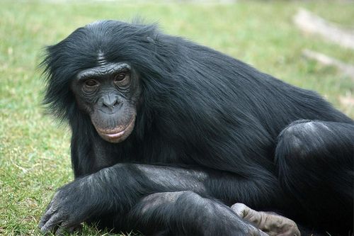 Bonobos Tell Each Other Where to Find the Yummy Foods