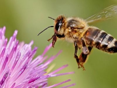 Caffiene, naturally present in some plant nectars, was shown to improve honeybees’ long-term memory in a new study.