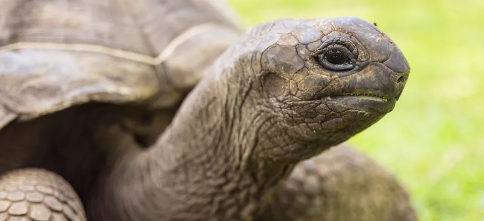  An endemic Aldabra tortoise in Seychelles 