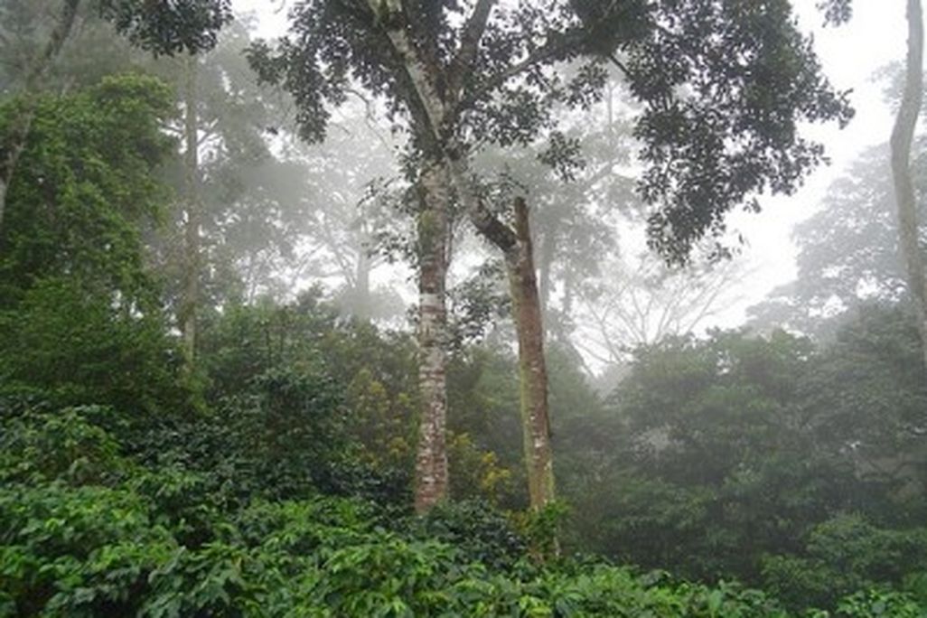 20110520090143coffee-400x300.jpg