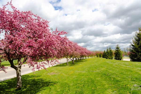 Cherry Blossoms thumbnail