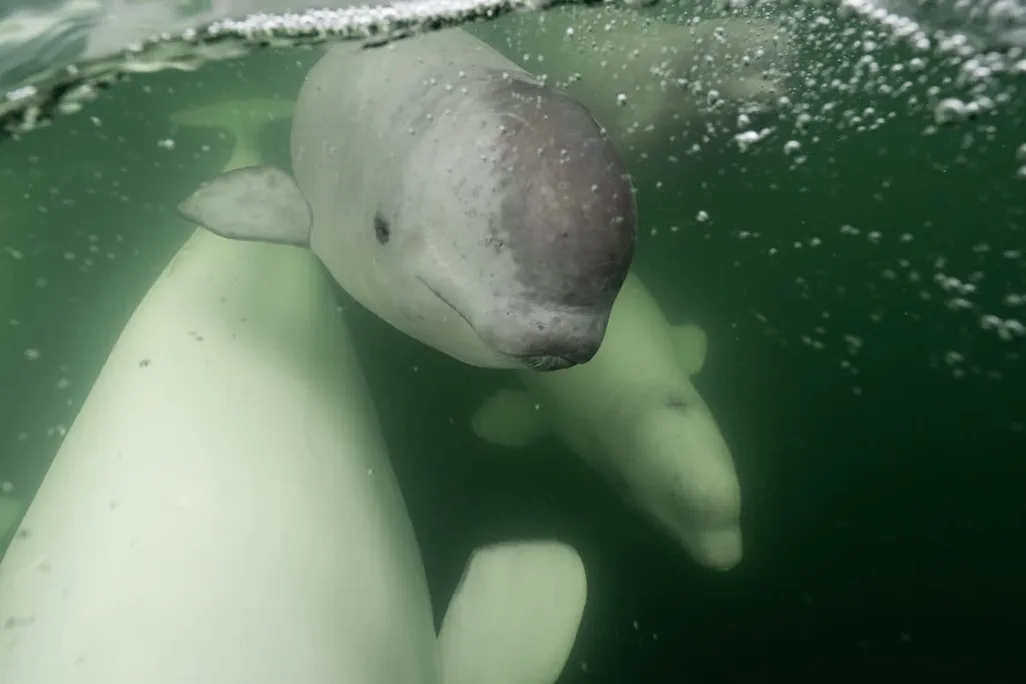Underwater view of beluga whale pod