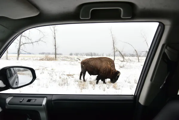 Bison in the early morning thumbnail