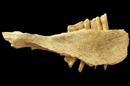 The horse mandible marked by traces of stone tools, which might prove humans came to North American 10,000 years earlier than previously believed.