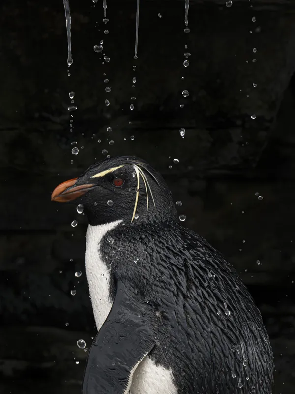 Rockhopper Shower thumbnail