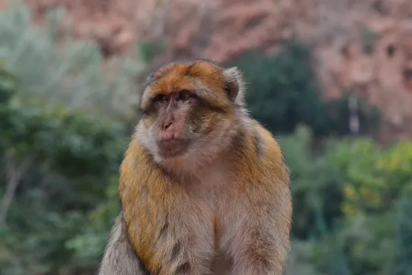 Barbary Macaque thumbnail