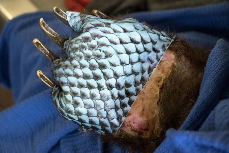 Bear paw wrapped in a tilapia fish skin bandage to protect burns while they heal.