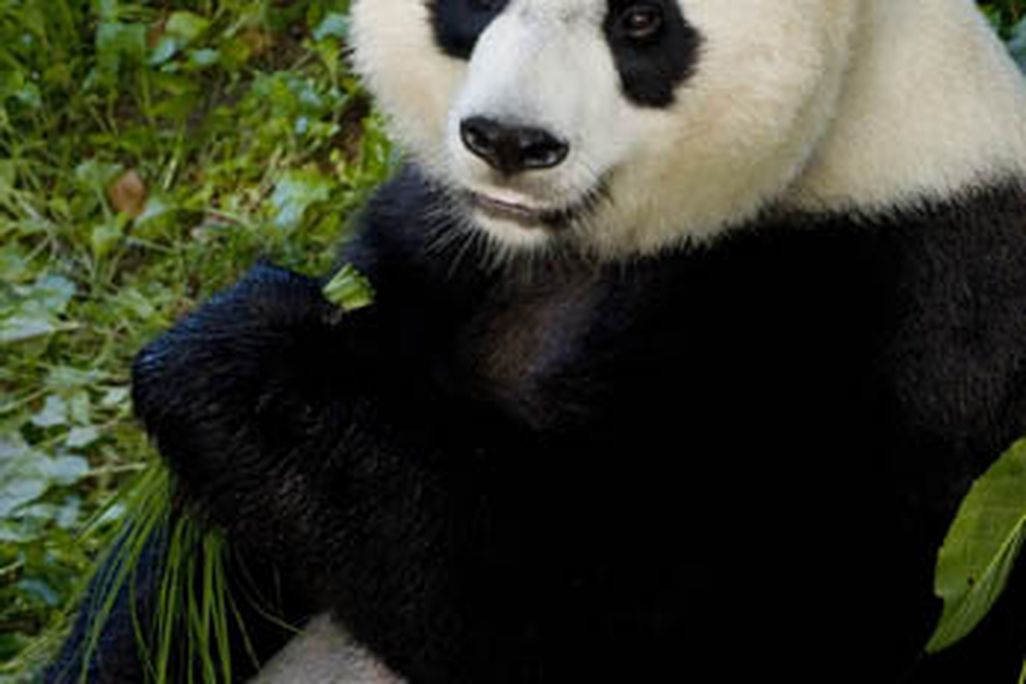 Mei-Xiang.jpg