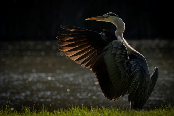 The guide gray heron thumbnail