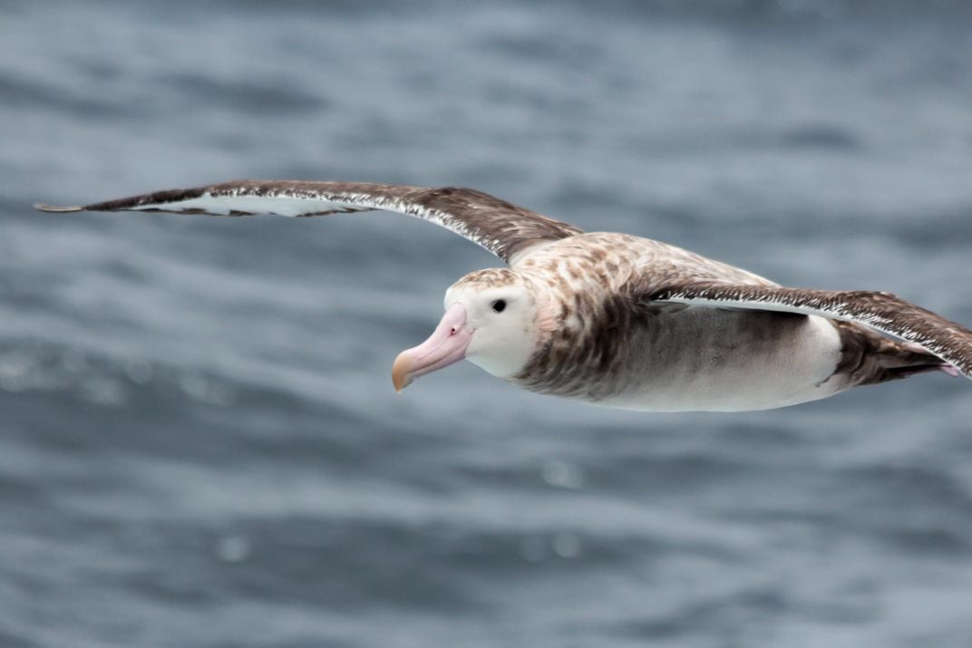 wandering albatross 3