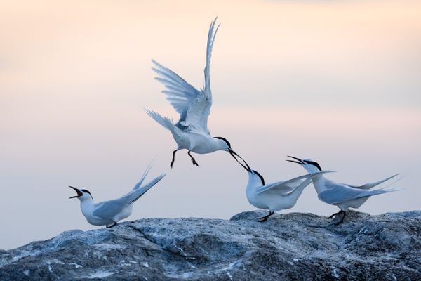 Black-naped Terns in a squabble over nesting ground thumbnail