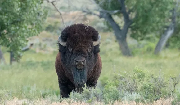 A bison on the Northern Great Plains.