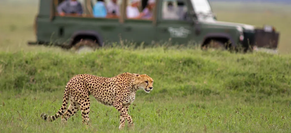  The thrill of being on safari 