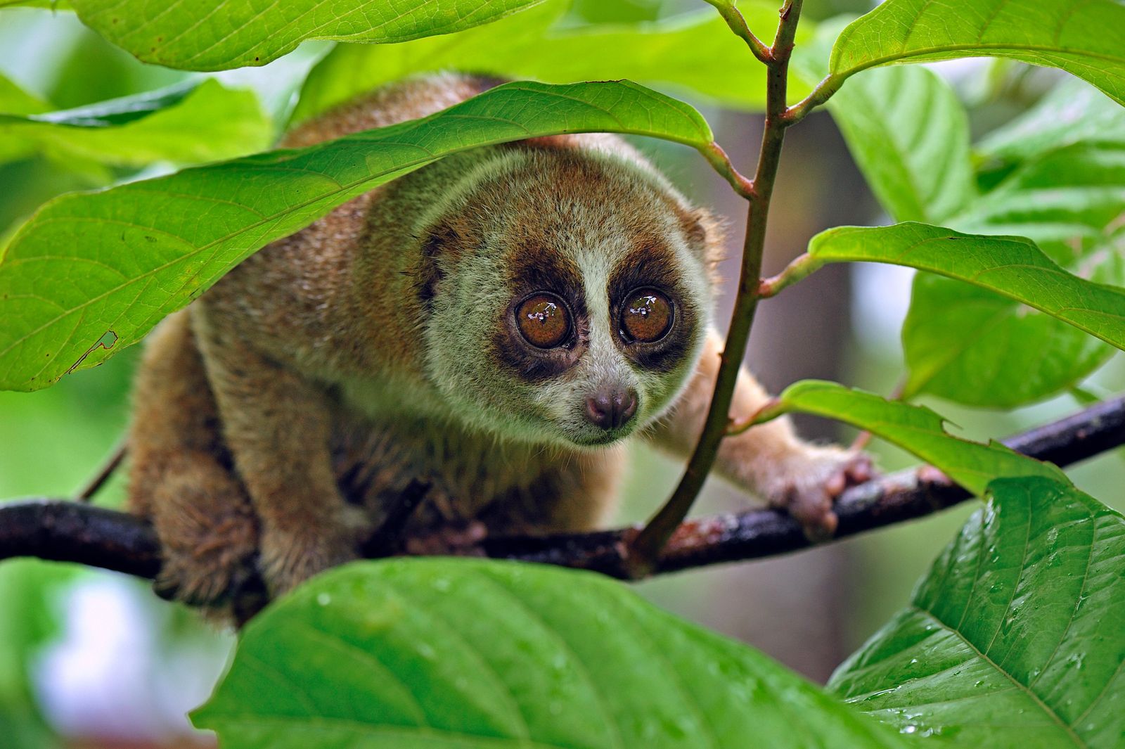 Slow lorises have snake-like markings, postures and a hiss that all resembl...