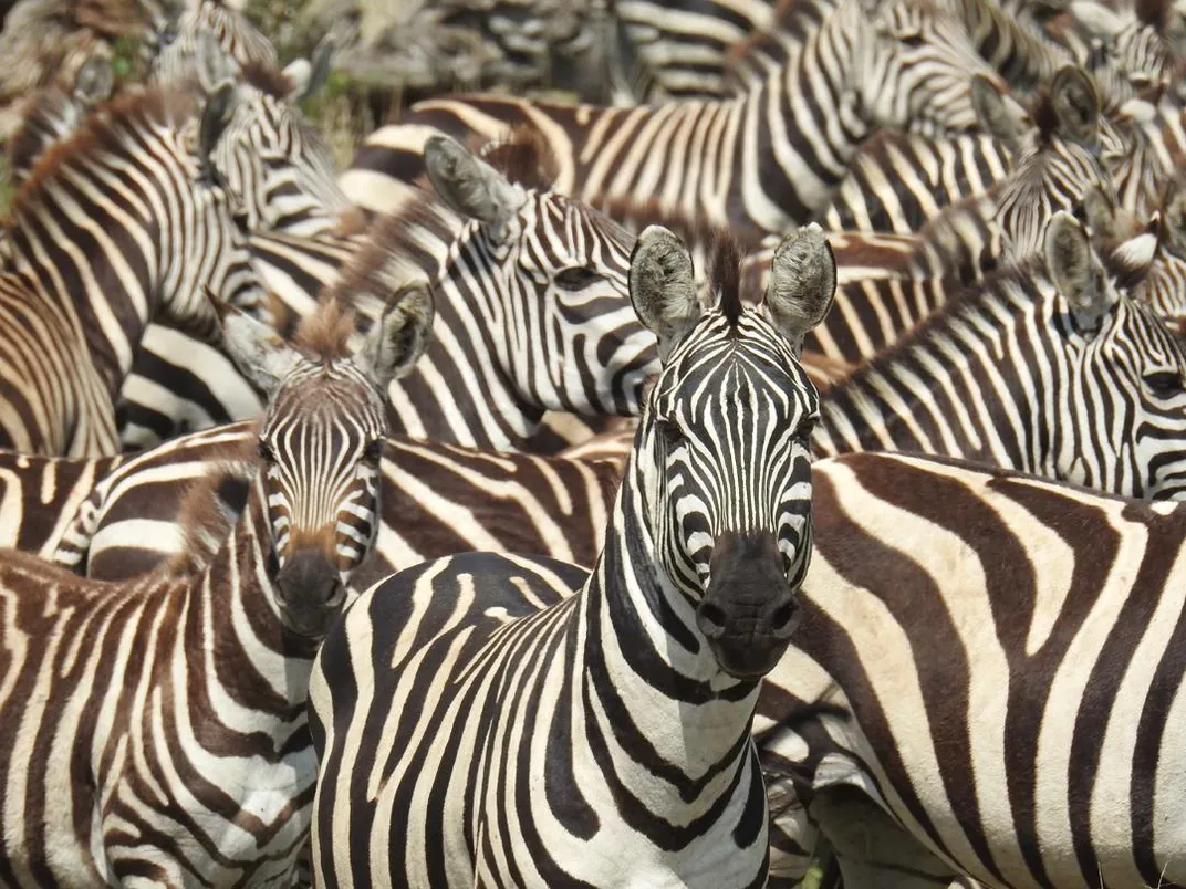Up-close view of zebras. Credit: Kirt Kempter